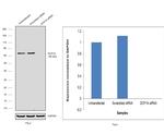 DCP1A Antibody