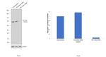 PKC delta Antibody in Western Blot (WB)