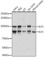 ILF3 Antibody in Western Blot (WB)