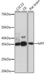 C2orf33 Antibody in Western Blot (WB)