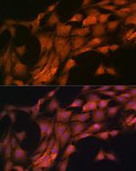 FKBP8 Antibody in Immunocytochemistry (ICC/IF)