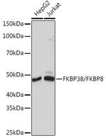 FKBP8 Antibody in Western Blot (WB)