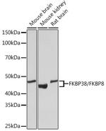 FKBP8 Antibody in Western Blot (WB)