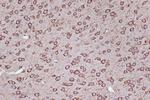 EEF1G Antibody in Immunohistochemistry (Paraffin) (IHC (P))