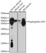 Haptoglobin Antibody in Western Blot (WB)