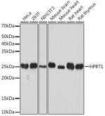 HPRT1 Antibody in Western Blot (WB)