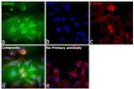 ENDOG Antibody in Immunocytochemistry (ICC/IF)