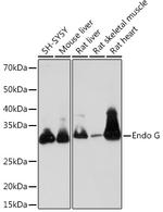 ENDOG Antibody in Western Blot (WB)