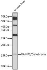 VAMP3 Antibody in Western Blot (WB)