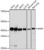 Bub3 Antibody in Western Blot (WB)