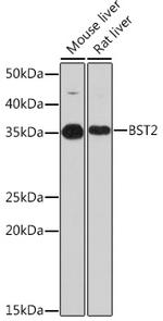 BST2 Antibody in Western Blot (WB)