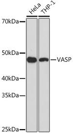 VASP Antibody in Western Blot (WB)