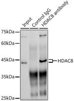 HDAC8 Antibody in Immunoprecipitation (IP)