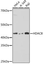 HDAC8 Antibody in Western Blot (WB)