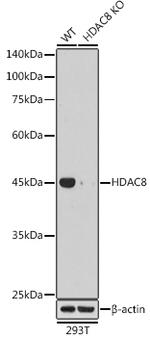 HDAC8 Antibody in Western Blot (WB)