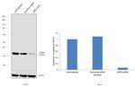 MBD3 Antibody