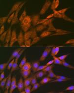 14-3-3 theta Antibody in Immunocytochemistry (ICC/IF)