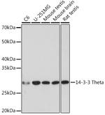 14-3-3 theta Antibody in Western Blot (WB)