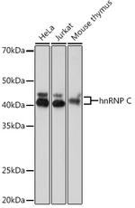 hnRNP C Antibody in Western Blot (WB)