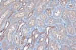 Raptor Antibody in Immunohistochemistry (Paraffin) (IHC (P))