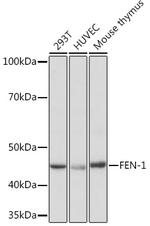 FEN1 Antibody in Western Blot (WB)