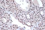 Histone Macro-H2A.1 Antibody in Immunohistochemistry (Paraffin) (IHC (P))