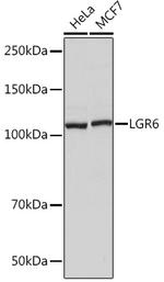 LGR6 Antibody in Western Blot (WB)