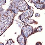 PRDX4 Antibody in Immunohistochemistry (Paraffin) (IHC (P))