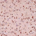 PRDX4 Antibody in Immunohistochemistry (Paraffin) (IHC (P))