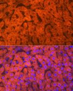 Hemopexin Antibody in Immunohistochemistry (Paraffin) (IHC (P))