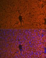 Hemopexin Antibody in Immunohistochemistry (Paraffin) (IHC (P))