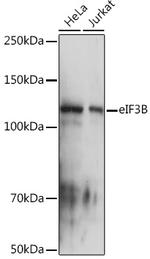 eIF3b Antibody in Western Blot (WB)