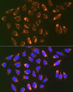 REA Antibody in Immunocytochemistry (ICC/IF)