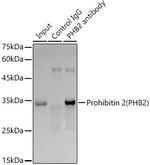 REA Antibody in Immunoprecipitation (IP)