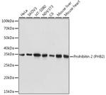 REA Antibody in Western Blot (WB)