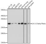 14-3-3 beta/zeta Antibody in Western Blot (WB)