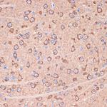 14-3-3 gamma Antibody in Immunohistochemistry (Paraffin) (IHC (P))