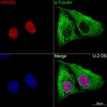 HMGB2 Antibody in Immunocytochemistry (ICC/IF)