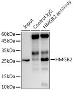 HMGB2 Antibody in Immunoprecipitation (IP)