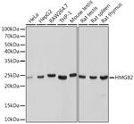 HMGB2 Antibody in Western Blot (WB)