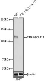 BCL11A Antibody in Western Blot (WB)