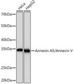 Annexin V Antibody in Western Blot (WB)