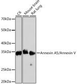 Annexin V Antibody in Western Blot (WB)