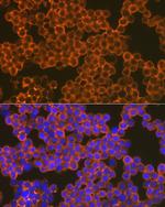 CD82 Antibody in Immunocytochemistry (ICC/IF)