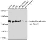 Nuclear Matrix Protein p84 Antibody in Western Blot (WB)