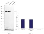 VPS35 Antibody in Western Blot (WB)