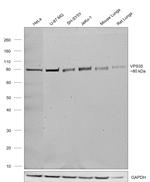 VPS35 Antibody in Western Blot (WB)