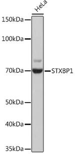 MUNC18 Antibody in Western Blot (WB)