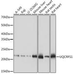 UQCRFS1 Antibody in Western Blot (WB)