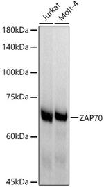 Zap-70 Antibody in Western Blot (WB)